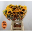 Helianthus orange fire - Yonir