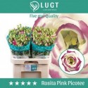 lysianthus double rosita pink picotee -...