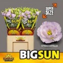 Eustoma du stracciatella L - Sunrise...