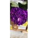 Hortensia Tinted Purple - Colombie