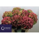 hortensia M ROY PALACE CL RED - .