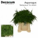 ASPARAGUS 1E VEREN 45CM - .