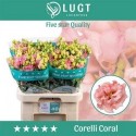 lysianthus G CORELLI CORAL - .