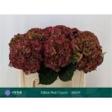 hortensia M ELBTAL CL RED/vert - .