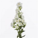 Campanula medium champion blanc - De Waal...