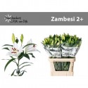 Lilium or Zambesi blanc - Dijk BV,...