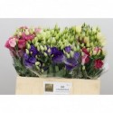 lysianthus double varies - Berg BV, Gebr....