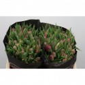 Tulipe db double princess - Black Label...