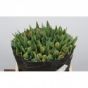 Tulipe db orange princess - Borst...