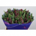 Tulipe pe rococo - No Limit Tulips Bv