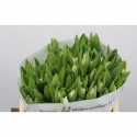 Tulipe se blanc liberstar - Borst Bloembollen