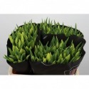 Tulipe se strong gold - Black Label Laan...