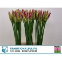 nerine FAVOURITE - .