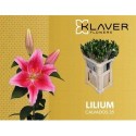 lilium calvados rose rose 3+ - .