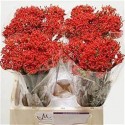 Jatropha podagrica firecracker - Marginpar...