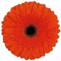 gerbera Candela orange - .