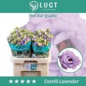 lysianthus G CORELLI LAVEND - .