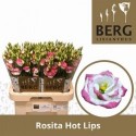 lysianthus G ROSI HOT LIPS - .