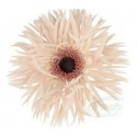 gerbera spider CREAM SPRINGS - .