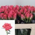 R Gr ace pink - Solai Roses