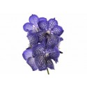 Vanda sunanda sapphire - Ansu vanda