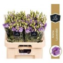 lysianthus G ARENA LAVENDER - .