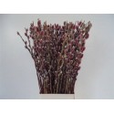 SALIX CH RED PASSION EX - .