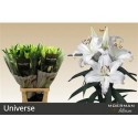 lilium Universe blanc 5+ - .