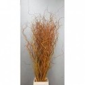 Salix golden curls - Indywidvalne...