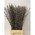 SALIX chaton - .