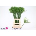 CYPERUS GLABER - .