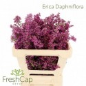 ERICA DAPHNIFLORA - .