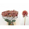 SCABIOSA ST KLB H% rouge - .