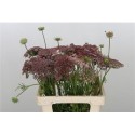 DAUCUS CAROTA DARA - .