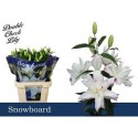 lilium DU SNOWBOARD - .