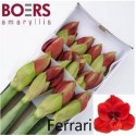 amaryllis ferrari - Boers, A.G.