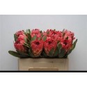 PROTEA SYLVIA - De Mooij Import BV