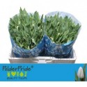 tulipe UPDATE - PolderPride Mooij