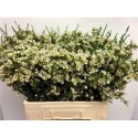 wax Crystal Pearl blc - .