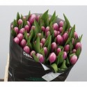 Tulp en outlook - Borst Bloembollen BV J.A.