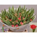 tulipe DOUBLE TWIST - Laan-Blauw