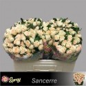 R branchue SANCERRE - .