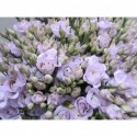 lysianthus G ROSI G SWEET MILKA - .