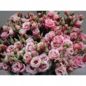 lysianthus G ROSI G rouge - .