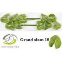 anthurium GRAND SLAM X10 - .