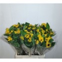 Helianthus annuus Sunova - Beauty Line...