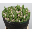 Tulipe fr neglige - Borst Bloembollen BV J.A.