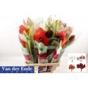 amaryllis varies - Ende, Fa. Kw. v/d