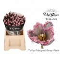 tulipe OV KLB H% - Vip Roses by Sassen