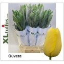 tulipe OUVEZE - XL Tulips BV